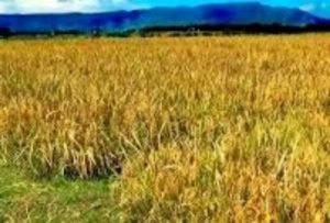 PhotoGrid_1564399999814